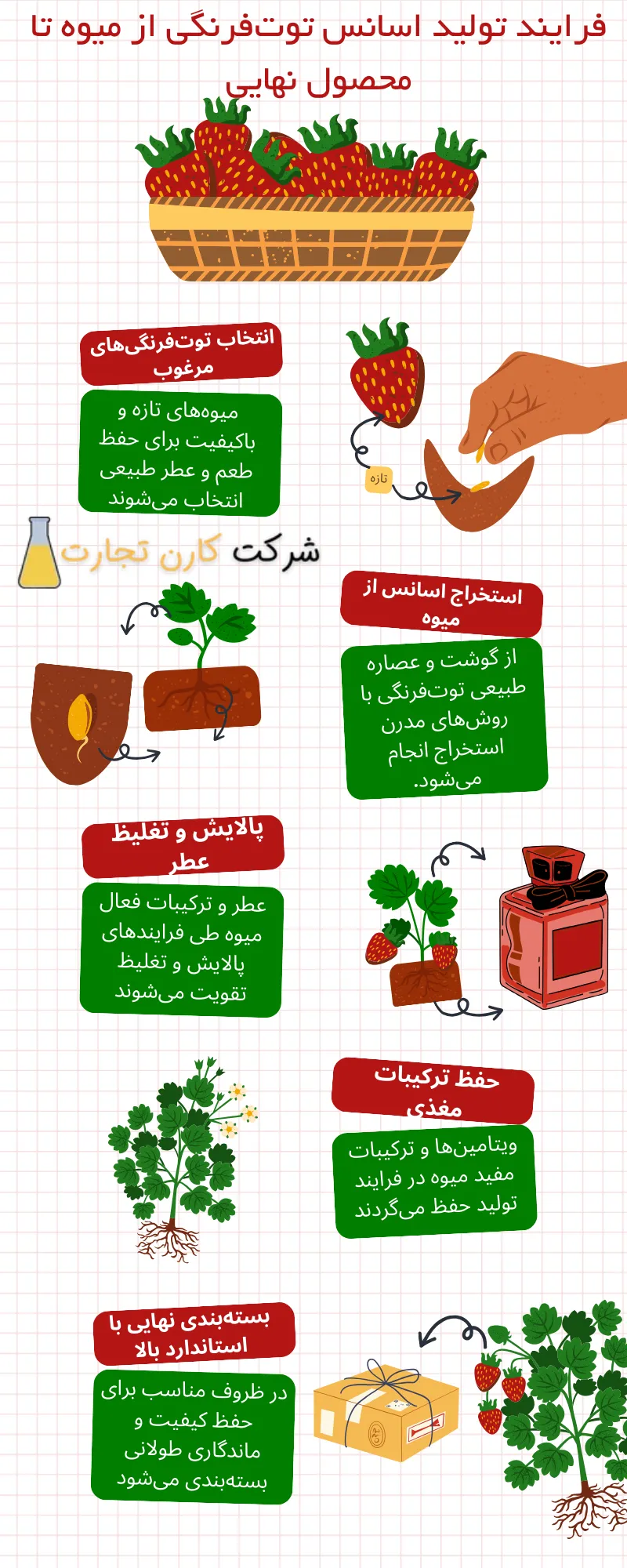 فرایند تولید اسانس توت‌فرنگی از میوه تا محصول نهایی