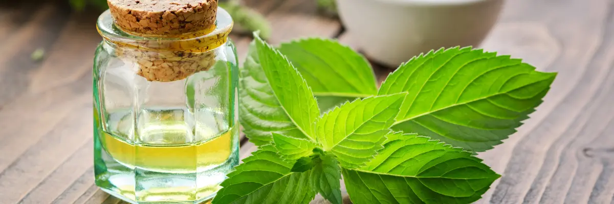 خرید اسانس نعنا کیلویی