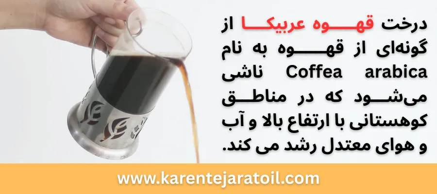 تفاوت قهوه عربیکا و روبوستا - کارن تجارت